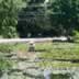 Pond N Country Rd